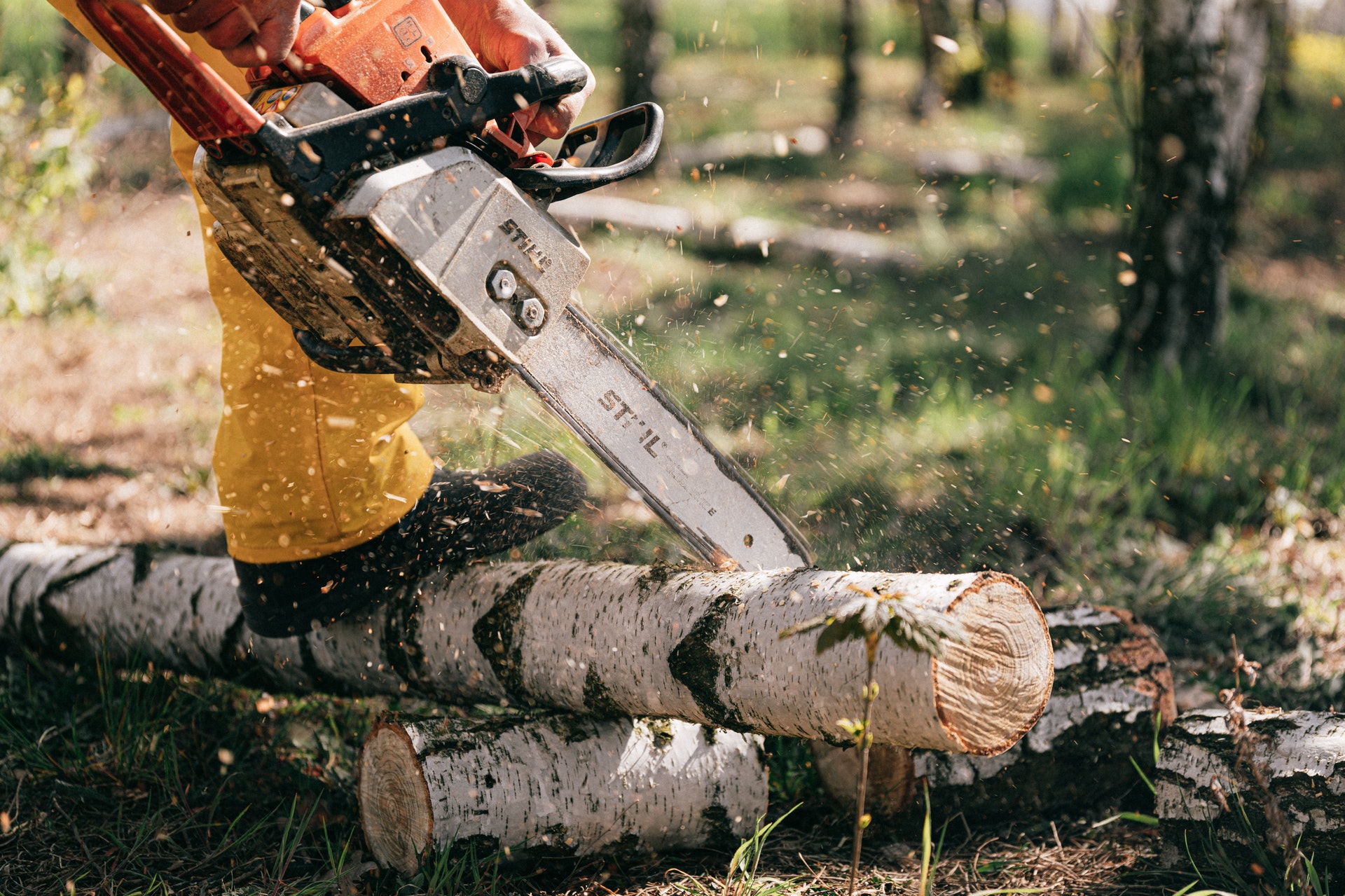 tree shrub removal